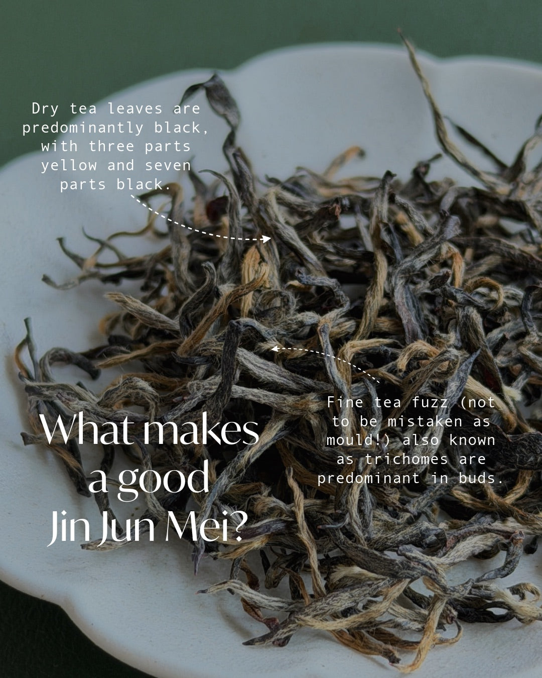A close-up of loose dried tea leaves piled on a white plate, with overlaid text explaining tea leaf color and characteristics for a good Jin Jun Mei.